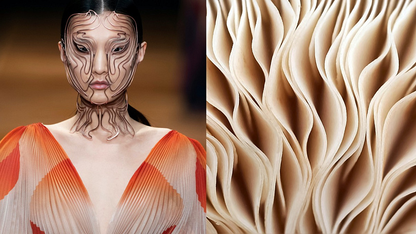 Beauty superingredience budoucnosti? Výtažky z hub!